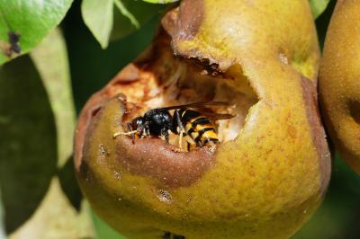 Frelon à pattes jaunes