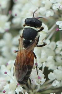 <i>Hylaeus variegatus</i>