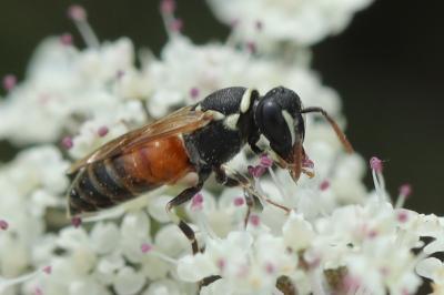 <i>Hylaeus variegatus</i>