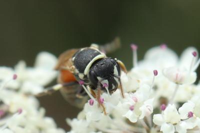 <i>Hylaeus variegatus</i>