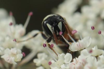 <i>Hylaeus variegatus</i>