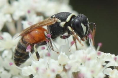 <i>Hylaeus variegatus</i>