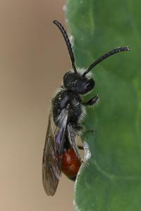 <i>Sphecodes</i>