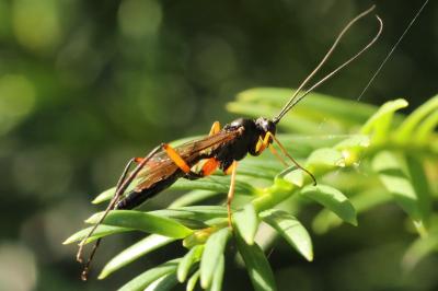 <i>Exetastes calobatus</i>
