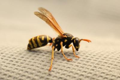 Polistes dominula