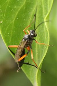 <i>Exetastes calobatus</i>
