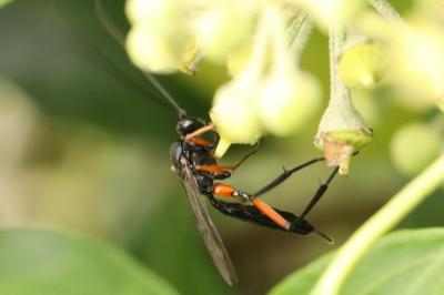 <i>Exetastes calobatus</i>