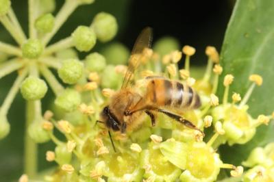 Abeille domestique