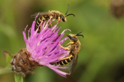 Halictus scabiosae