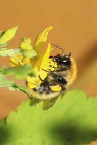 Bourdon des champs