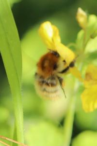 Bourdon des champs