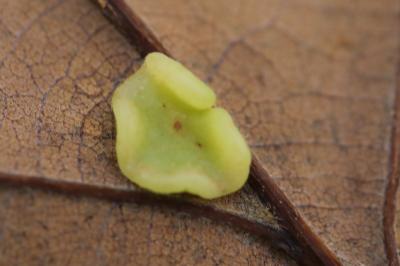 <i>Neuroterus albipes</i>