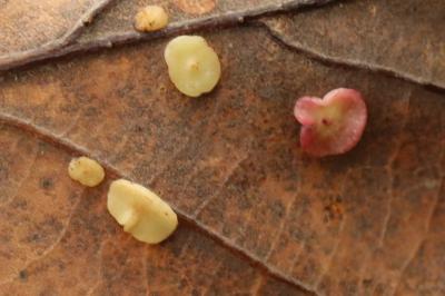<i>Neuroterus albipes</i>
