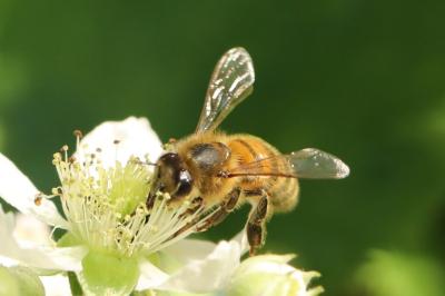Abeille domestique