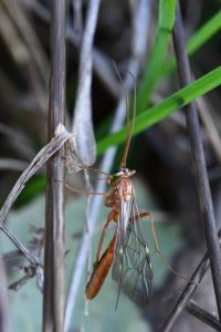 <i>Ophion</i>