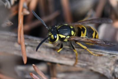 Guêpe germanique