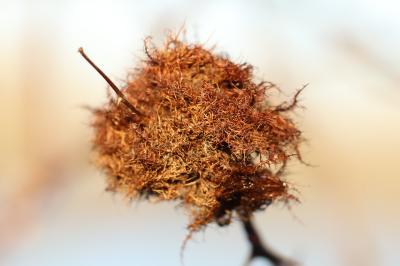 Cynips du rosier