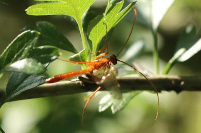 <i>Netelia</i>