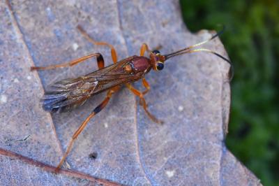 Lymantrichneumon disparis