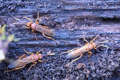 <i>Lymantrichneumon disparis</i>