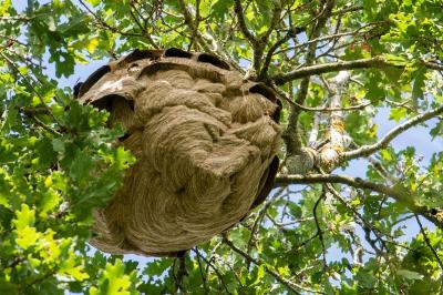 Frelon à pattes jaunes