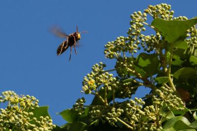 Frelon européen