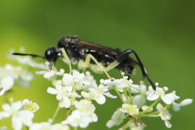 Mouche-à-scie à trois bandes jaunes