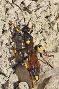 <i>Ichneumon stramentarius</i>