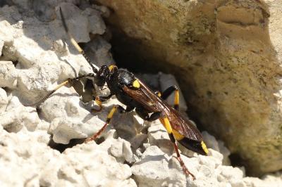 <i>Ichneumon stramentarius</i>