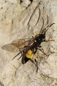 <i>Ichneumon stramentarius</i>