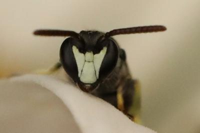 <i>Hylaeus</i>