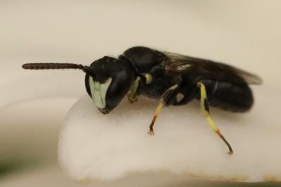 <i>Hylaeus</i>