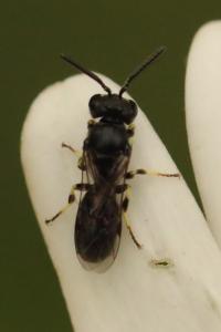 <i>Hylaeus</i>