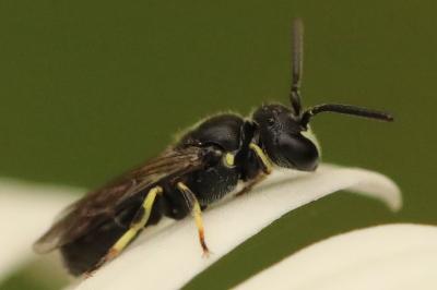 <i>Hylaeus</i>