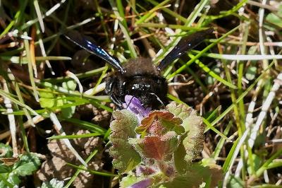 Xylocope violette
