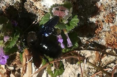 Xylocope violette