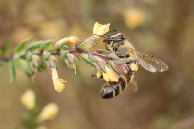 Abeille domestique