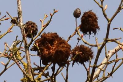 Cynips du rosier