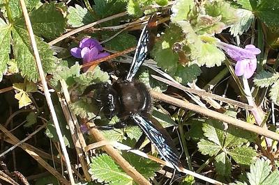 Xylocope violette