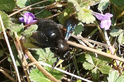 Xylocope violette