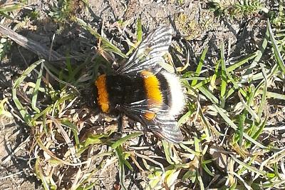 <i>Bombus</i>