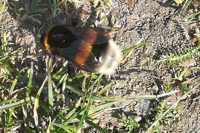 <i>Bombus</i>