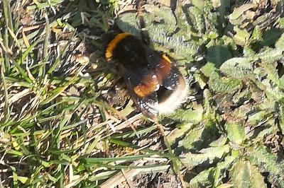 <i>Bombus</i>