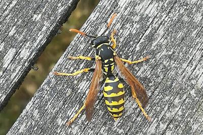 <i>Polistes</i>
