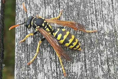<i>Polistes</i>