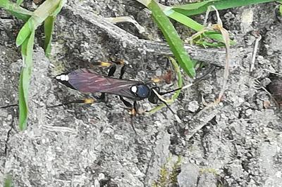 <i>Ichneumon</i>