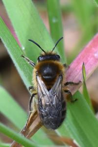<i>Colletes cunicularius</i>