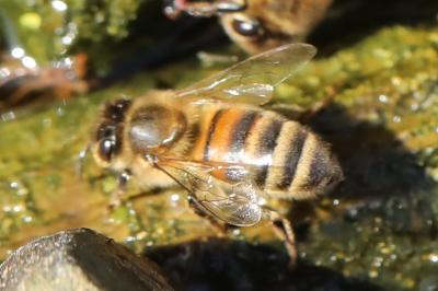 Abeille domestique