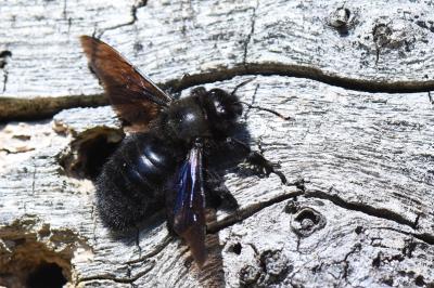 Xylocope violette