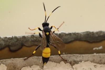 <i>Ichneumon stramentarius</i>